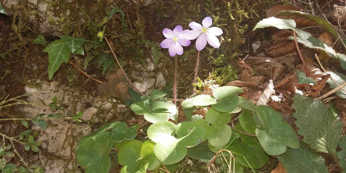 20170408_142205 copia